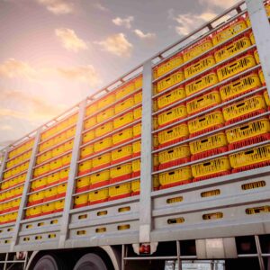 chicken-transport-by-truck-from-livestock-farm-to-2025-01-29-04-40-52-utc-min