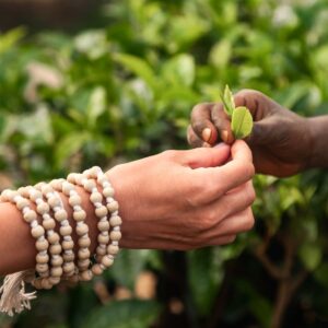 close-up-woman-and-takes-tea-leaf-from-sri-lankan-2025-03-31-13-15-11-utc-min