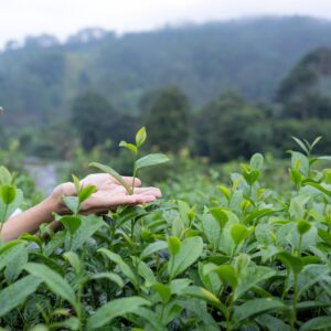 young-woman-shows-off-perfect-tea-tops-on-hand-2024-12-07-19-56-15-utc-min