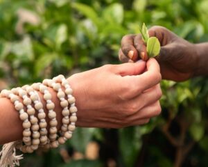 close-up-woman-and-takes-tea-leaf-from-sri-lankan-2025-03-31-13-15-11-utc-min